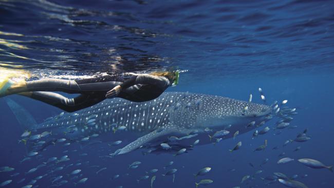 Swimming with whale sharks is becoming a popular tourist activity in the Philippines. Picture: Anson Smart