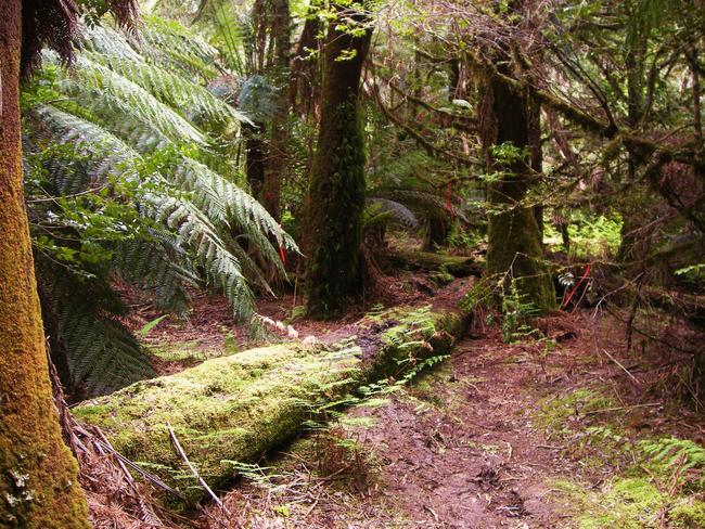 Protected … Tasmania’s forests. Picture: Daniel Clarke.