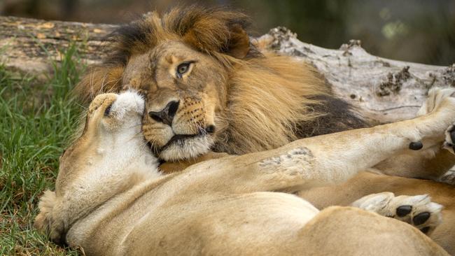 One of the lions stopped roaring during Covid – because the planes stopped flying overhead. Picture: Adrian Mann / ZoosSA