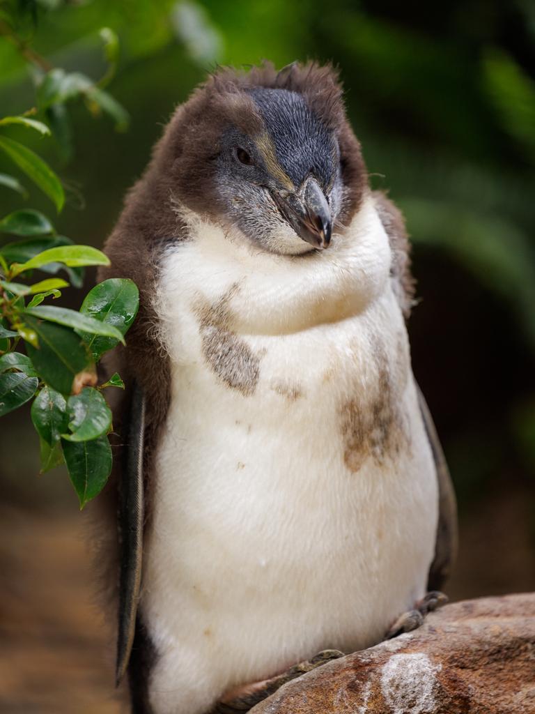 This photo was taken when the youngest Fiordland penguin chick was nine weeks old. Picture: Taronga Zoo