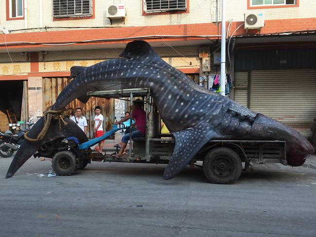 Local fishermen caught the whale shark, which they thought was a "sea monster" and reported to local police after returning from the sea.