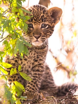 Baby Leopards Eyes Display An Amazing Colour Daily Telegraph