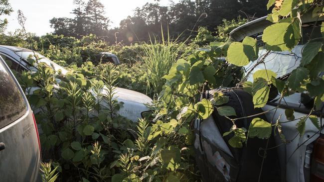 Car have been left to rot among the weeds. Picture: Arkadiusz Podniesinski/REX Shutterstock