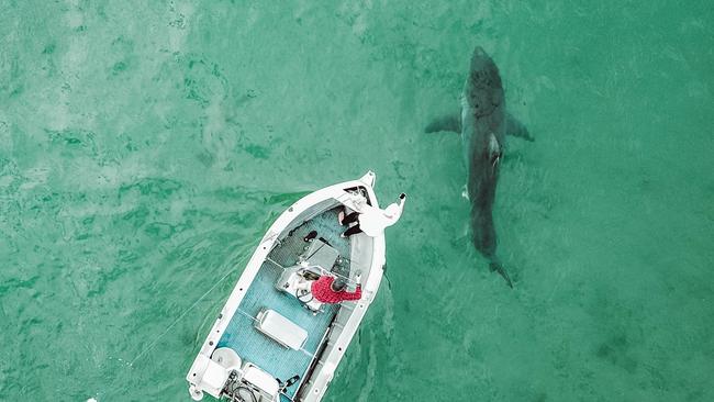 Drone picture of massive great white spotted circling near a whale carcass in Bulli beach. Picture: Georgia Matts