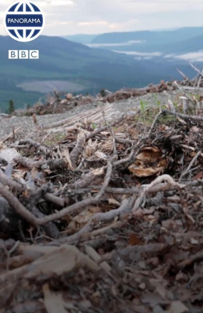 Drax has been logging old-growth forest in Canada. Source: BBC Panorama