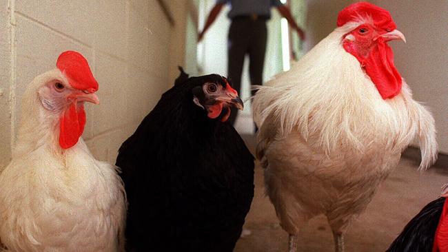 Genetically bred white leghorn chickens.