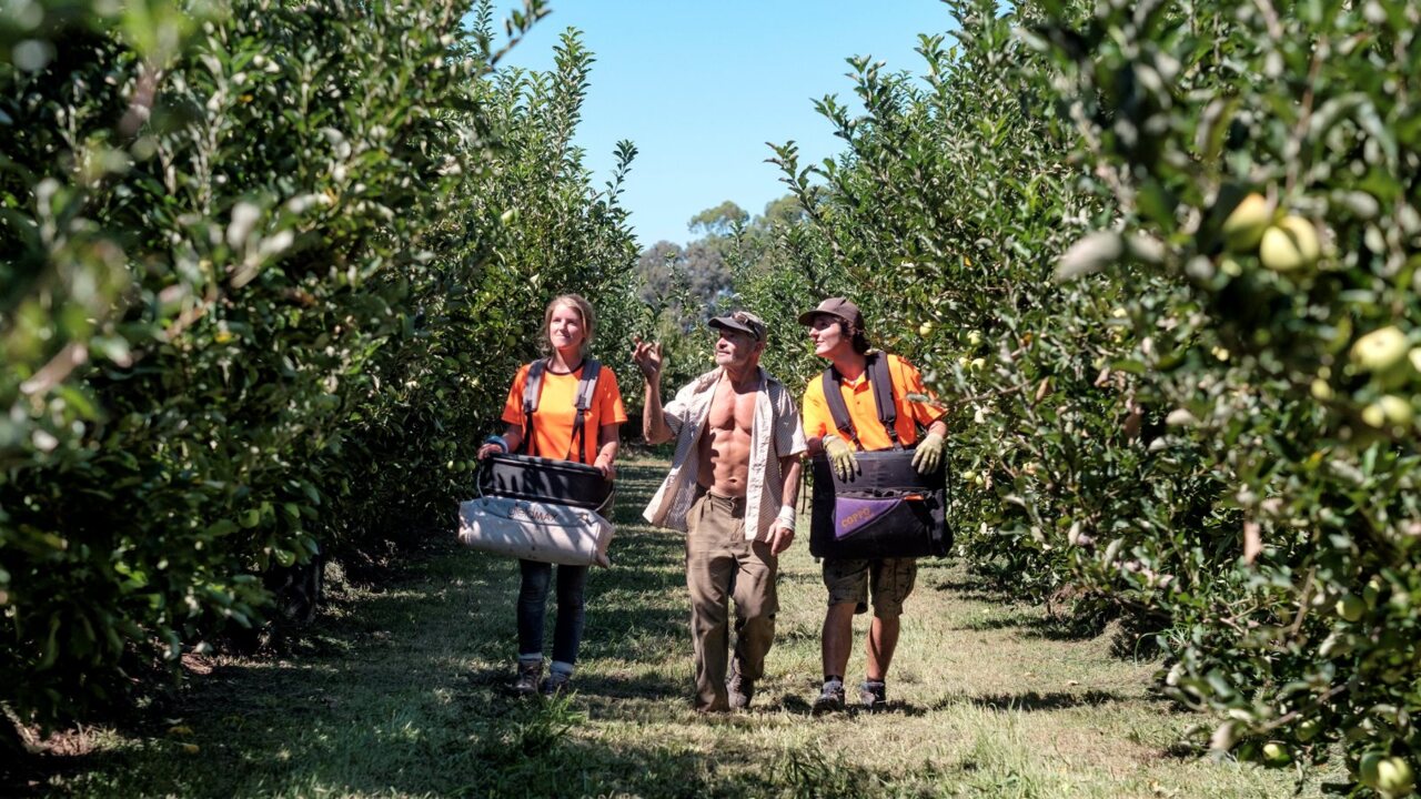 HECS discount to incentivise fruit picking as season's crops hang in the balance