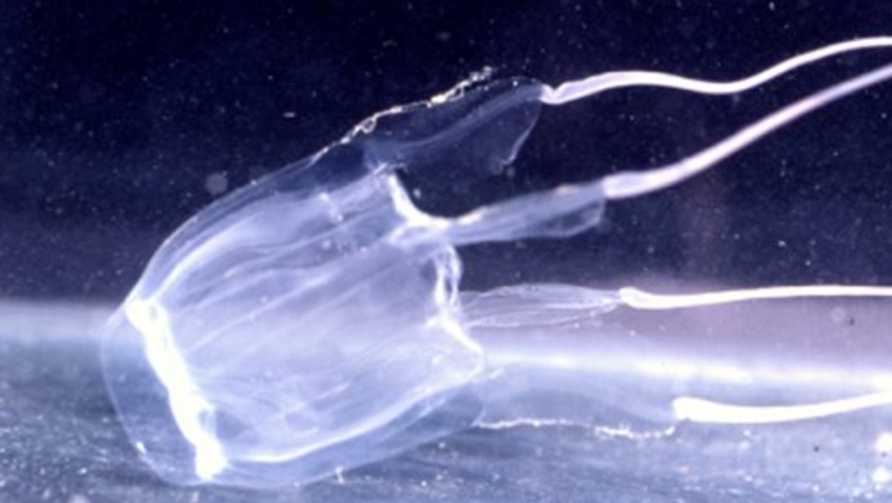 An influx of jimble jellyfish is leaving swimmers with nasty stings. Picture: Australian Museum