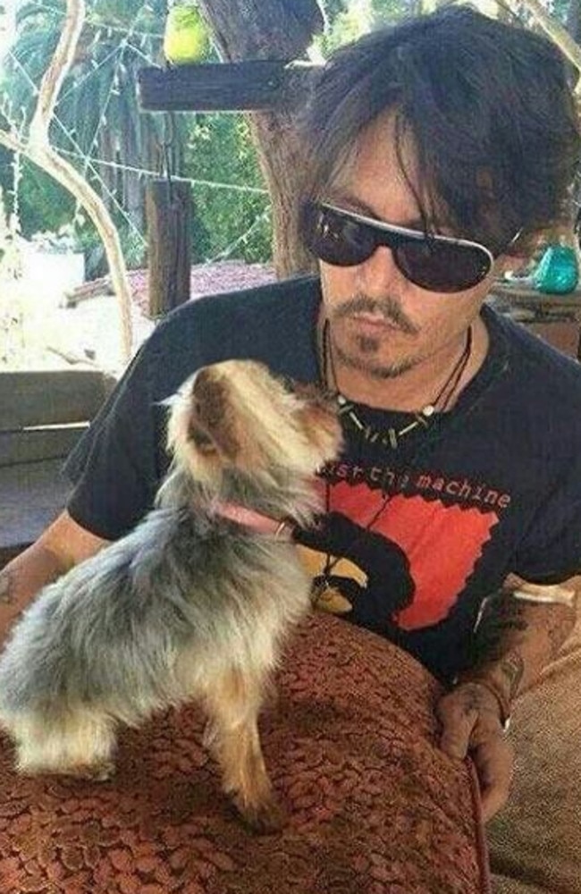 Border control ... Johnny Depp pictured with one of his pet dogs which were brought into Australia without undergoing the mandatory quarantine controls. Source: Pinterest