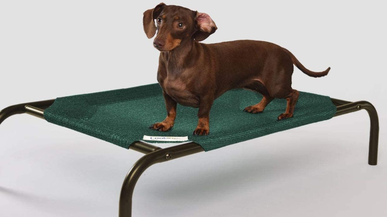 Best dog sale bed for camping