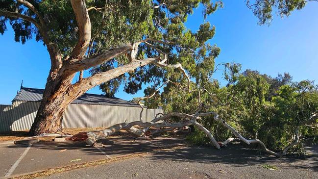 A gum tree drops a large limb in Port Augusta. Picture: Kim Quinn