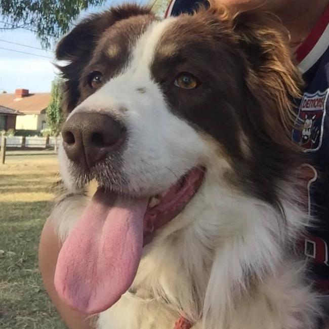 The community of Darebin is rallying to reunite Charlie with his owner. The border collie vanished on June 17.