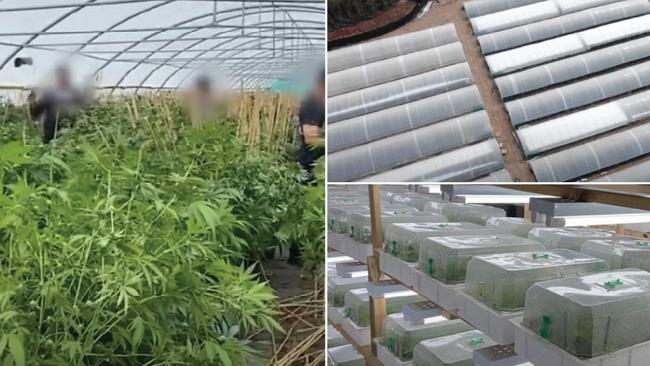 Workers recruited for a $100m Isis Central drug operation were ‘treated like animals’ while working 16 hour days, a Bundaberg court heard.