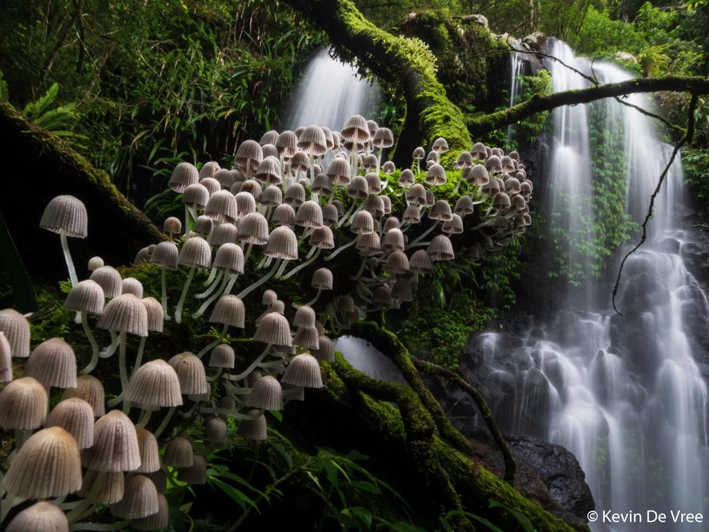 Botanical winner: Unidentified species, Lamington National Park, Queensland. Picture: Kevin De Vree/2020 Australian Geographic Nature Photographer of the Year Awards