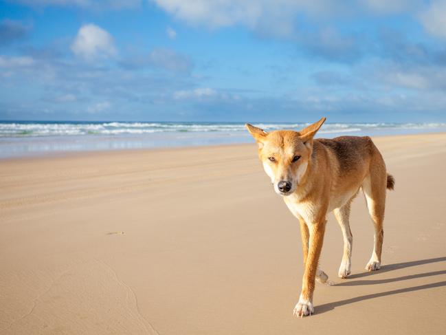 A dingo walking along 75 mile beach on Fraser Island on a sunny day