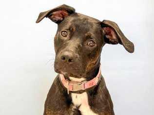 Josie is a one-year-old female American staffordshire bull terrier mix who is slowly coming out of her shell. She needs an experienced dog owner who understands canine body language and uses positive reinforcement training styles only. Picture: Contributed