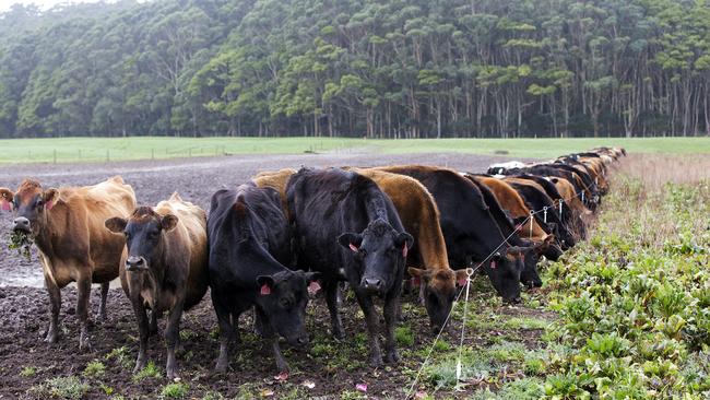 Cattle strip graze on a fodder crop of beet at Togari. Picture Chris Kidd