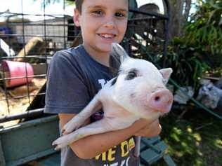 BACK HOME: Kahn Hughes reunited with Peppa the piglet. Picture: mike knott