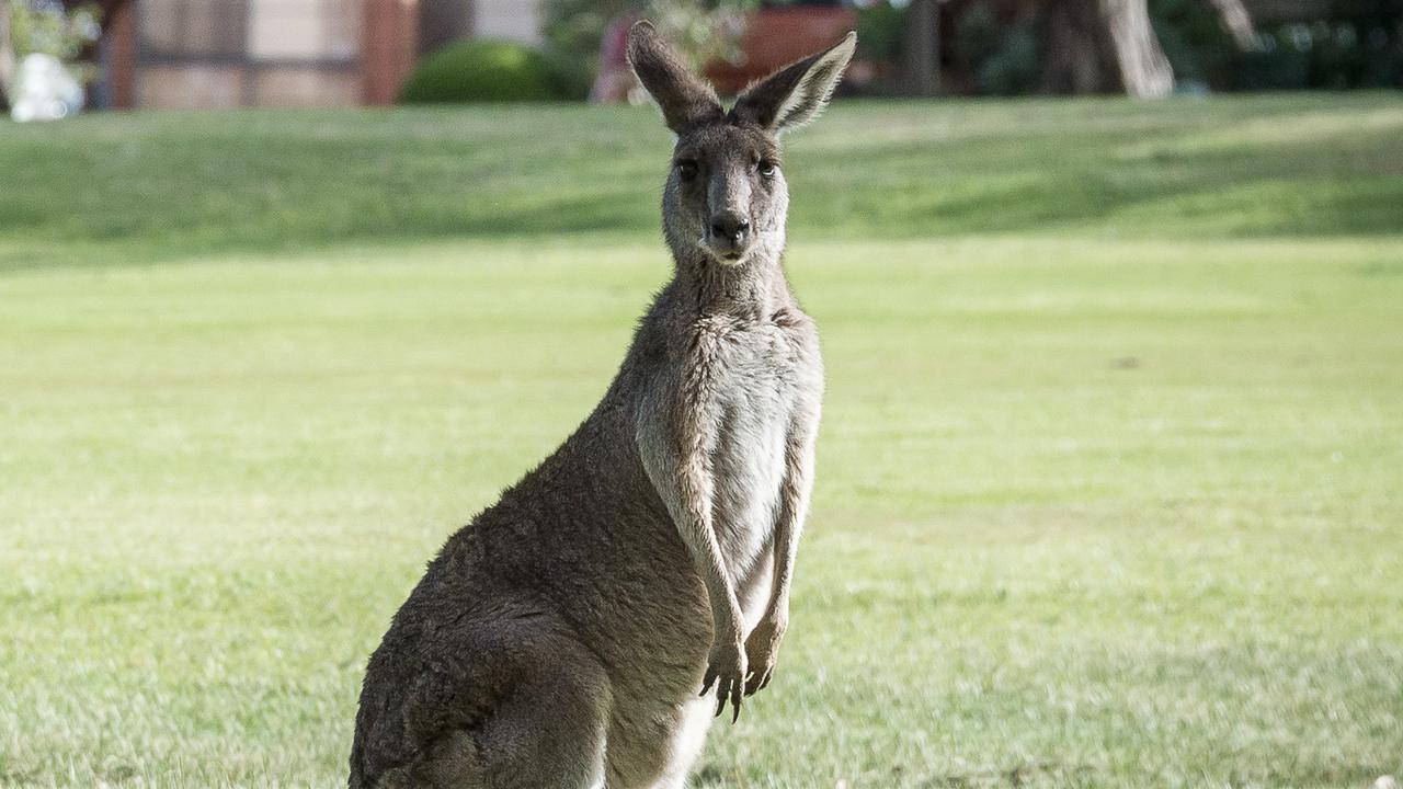 More Victorians will be given permits to shoot roos on their property. Picture: Jake Nowakowski