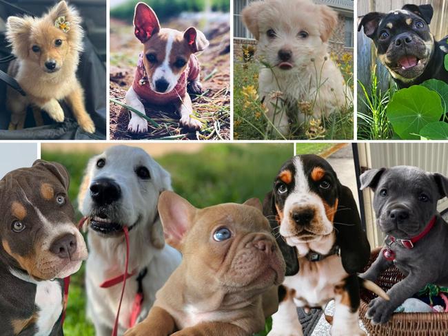 From adorable fur babies to big softie doggos, Fraser Coast’s pups are just too cute to resist. Help search for the region’s cutest puppy of 2024. Look through our gallery and vote.