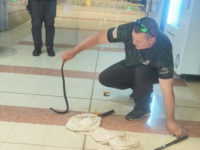 Jarrad Waye finally caught the snake after it spend several days slithering through the centre. Picture: Facebook/Adelaide Snake and Rodent Control