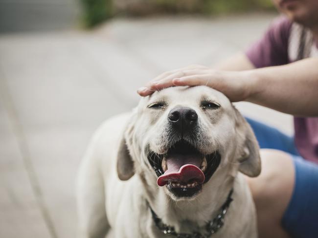 Pet Insurance Australia said it had received some claims for up to $3000 to treat the disease in the past year.