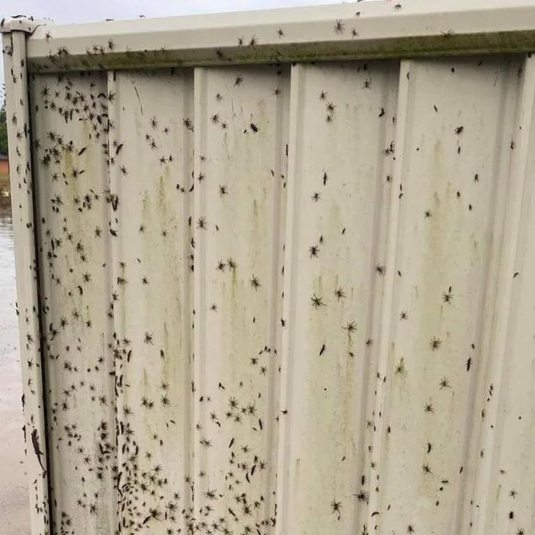 A spine-tingling picture of a fence covered in baby spiders escaping to higher ground. Picture: Facebook/Melanie Williams/Australian Reptile Park