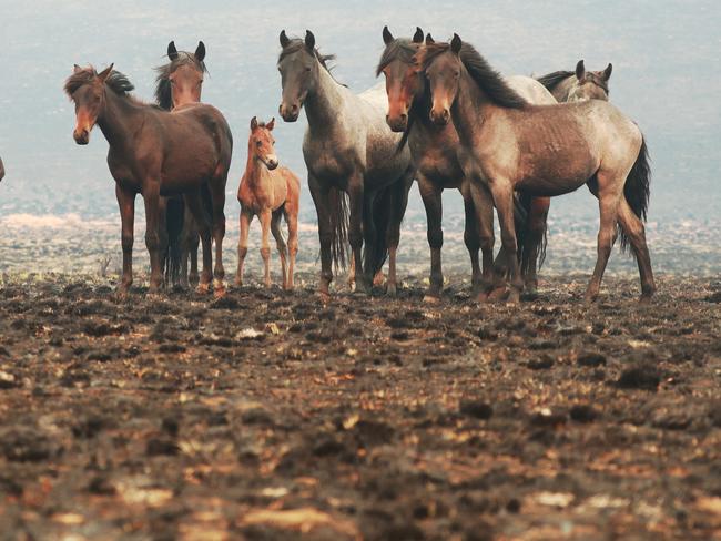 A group of brumbies feed on a patch of grass in Kosciuszko National Park that was destroyed by recent bushfires in summer. Picture: John Feder