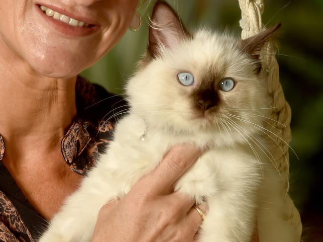 MEGA GALLERY: 100+ of Townsville’s cutest cats