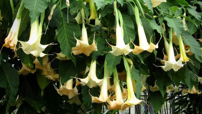 Angel’s Trumpet – Brugsmansia. Picture: Kolforn