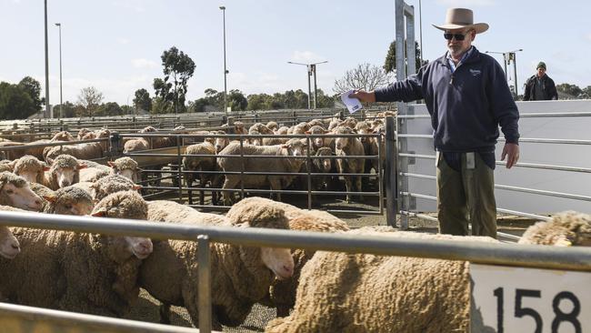 Runnning hot: Increases of $20 at some saleyards pushed the national indicator above 600c/kg, with Bendigo a key centre. Picture: Dannika Bonser