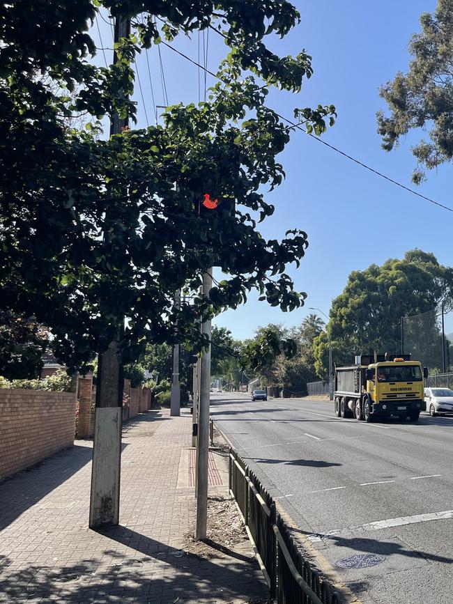 Before: A tree covers part of the traffic lights at the Marryatville High School crossing. Picture: Evangeline Polymeneas