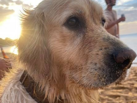 Police believe a Golden Retriever named Peggy was stolen from  inside her owner's Frankston South home between 10pm on February 16 and 6am on February 17. Picture: Facebook