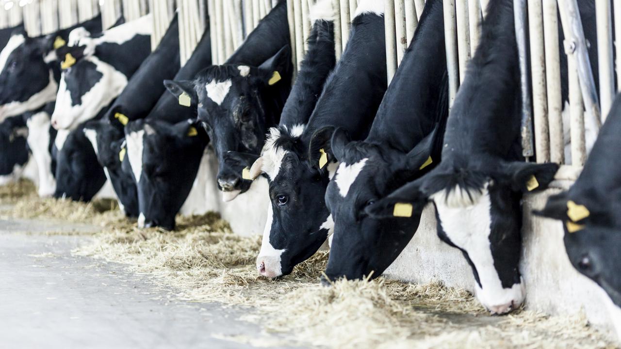 How cow dung power plant may fuel Victorian farms | Herald Sun