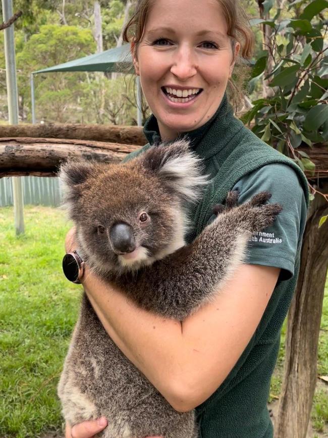 Providing koalas cuddles and ‘skin time’ is part of Tegan Atkin’s role as a wildlife handler at Cleland Wildlife Park. She is pictured here with koala joey, Juniper. Picture: supplied