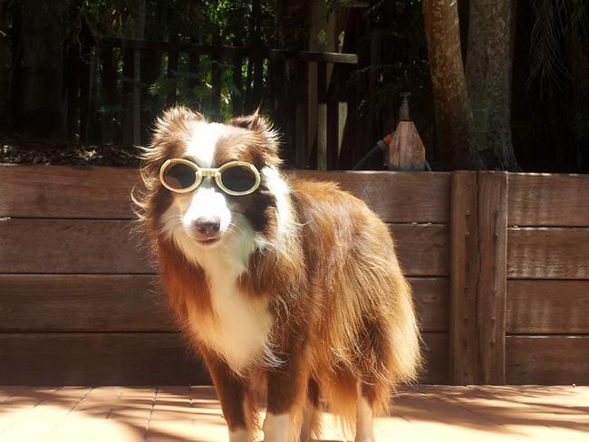 NSW Bella just loves hanging out by the pool with her doggles on of course. Picture: Mal Ritchie