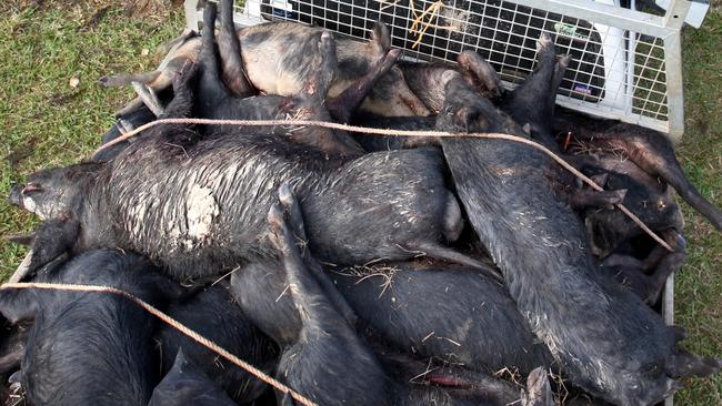 Contestants of the Peeramon Pub Pig Hunt arrive with a ute full of 27 feral pigs for a weigh in.