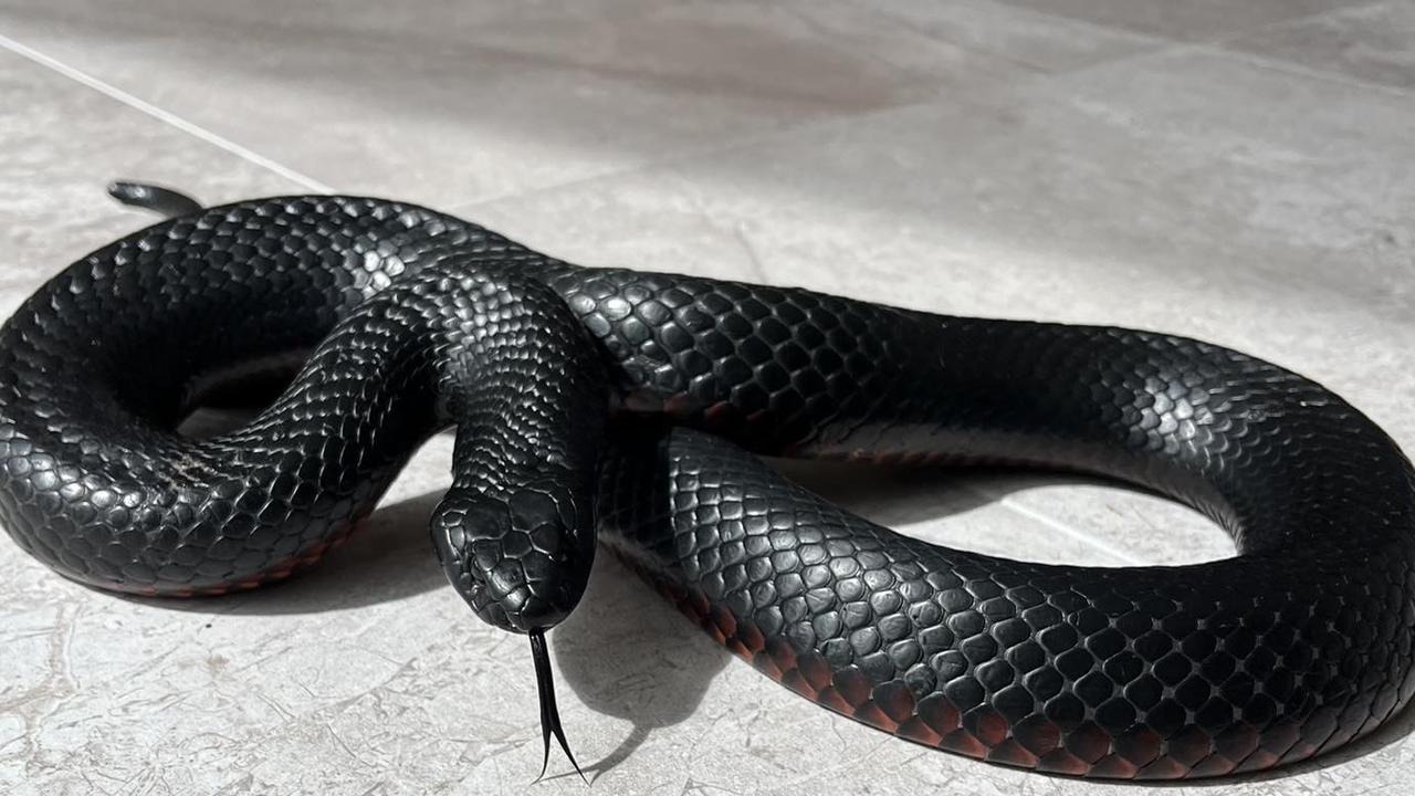 Red-bellied black snakes are venomous but shy around humans. Picture: Facebook