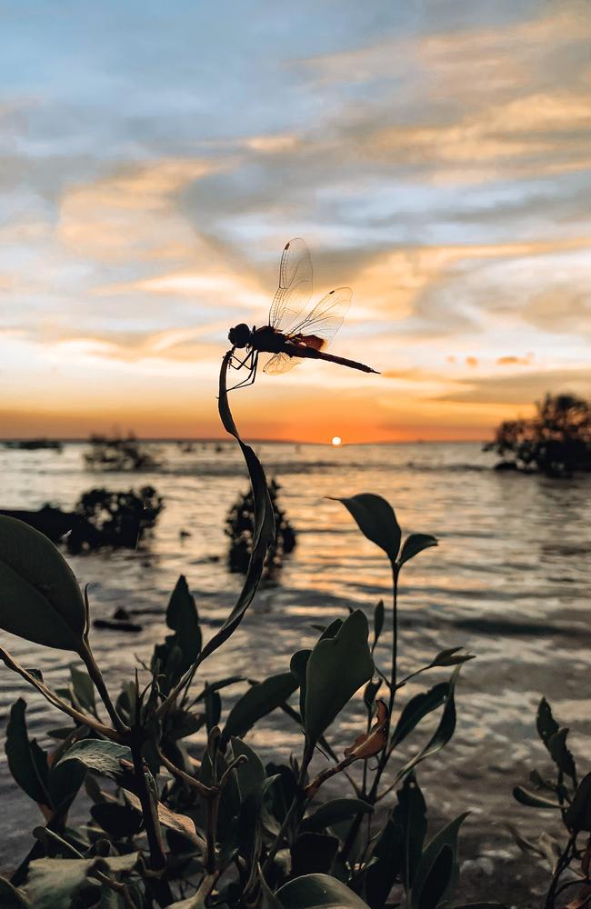 Kate Dinning snapped a gorgeous dragonfly as the whispers of the dry season begin to get louder.