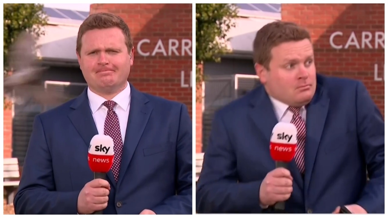 Watch the moment a bird swoops TV reporter live on air