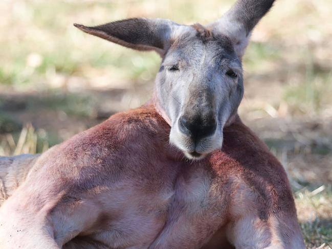 This 6.5ft buff kangaroo has biceps that would put us all to shame.Picture: Caters News Agency.