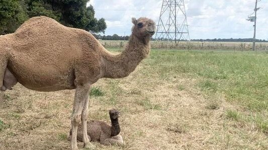 A six-week-old camel was allegedly stolen from a sanctuary near Shepparton. Picture: For the Love of Camels