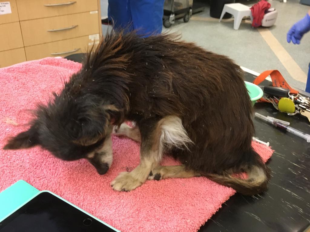 An unnamed chihuahua confiscated by the RSPCA after being found in an appalling condition. She was later euthanised. Picture: RSPCA.