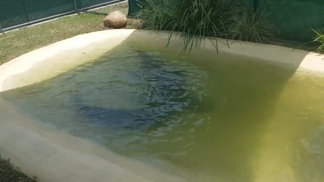 Large crocodile removed from Proserpine River now in captivity