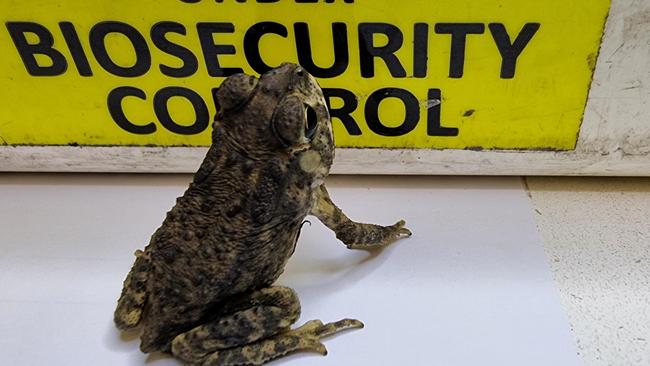 A live cane toad was among 129,000 items seized from travellers’ luggage at Sydney Airport. Picture: DAFF