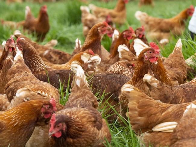 Australia’s bird flu outbreak spreads again