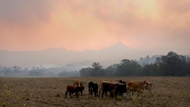 Fires threaten in the Spicer Gap area, near Aratula, on Monday 11th November 2019. Picture: Steve Pohlner