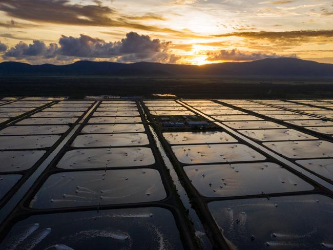 The Tassal Group has ambitious plans to expand its prawn farms at Proserpine from 270ha to 455ha by 2030 to produce 20,000 tonnes of prawns a year. Picture: Contributed