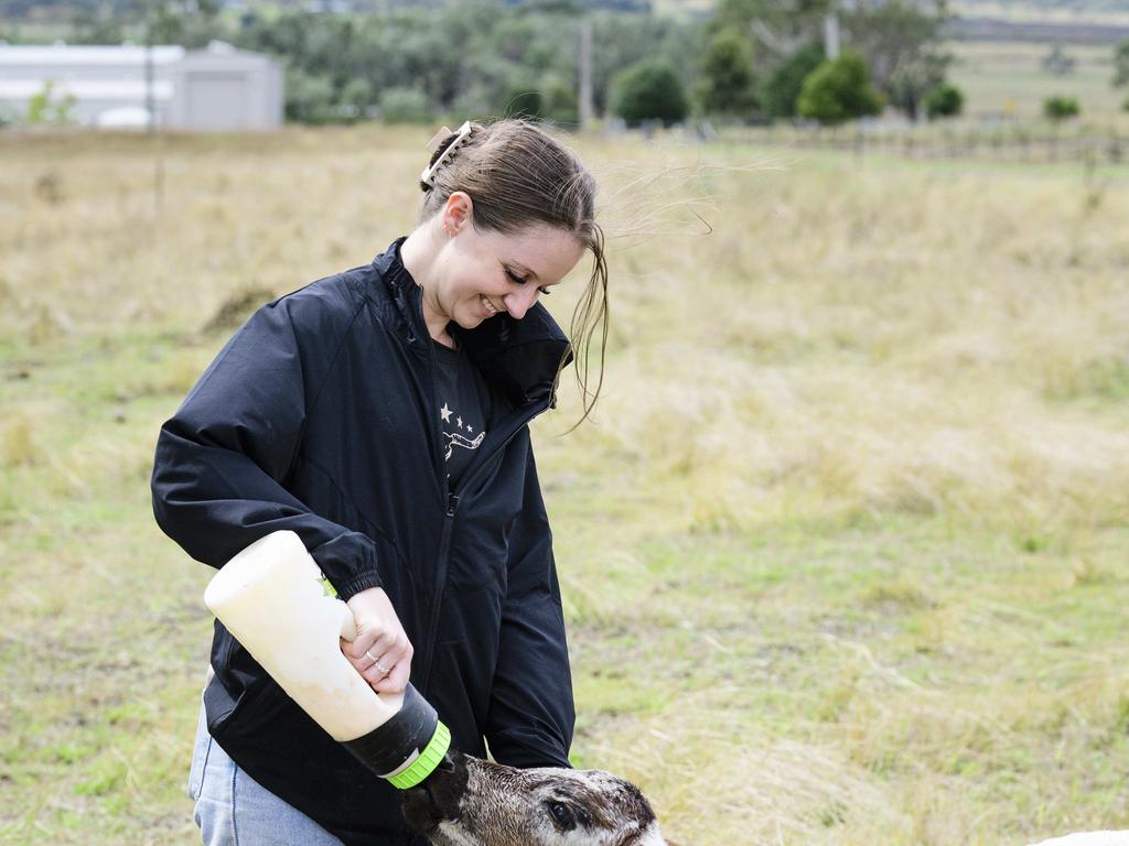 Homestay guest Lauren Stokes feeds a calf at Stones Throw Away near Pittsworth, Saturday, March 29, 2025. Picture: Kevin Farmer