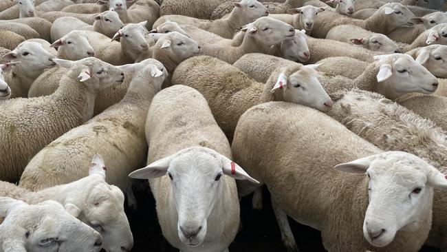 Knowing how many lambs are within each weight range at a given time in a feedlot can pay off. Picture: Supplied